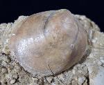 Velates perversus (GMELIN 1791) - Bild &copy; FossNet FossilienStore
